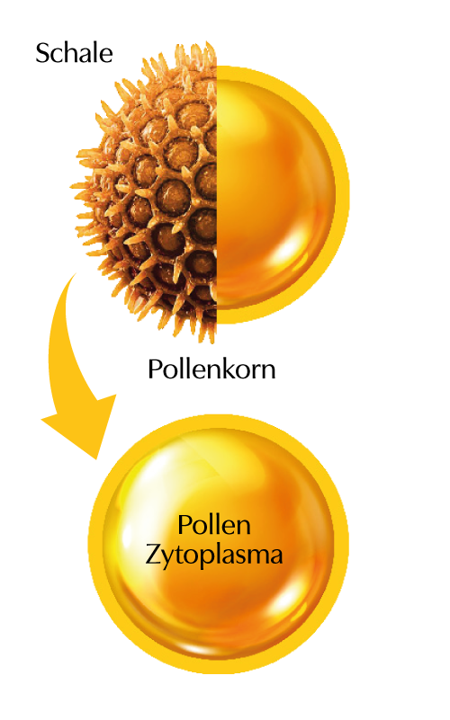 Pollen-Zytoplasma